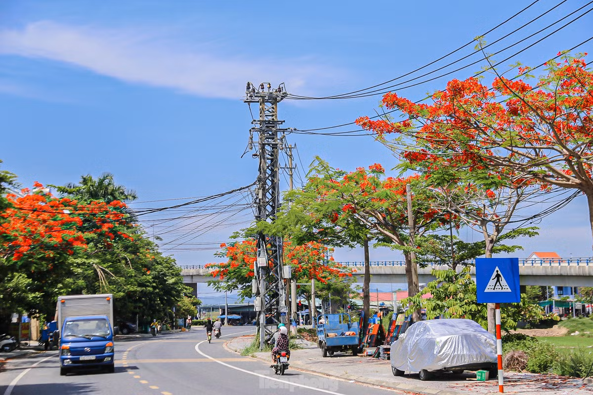 Hàng nghìn bông hoa phượng kết thành từng chùm, nhuộm đỏ các con đường, ngõ phố ở Đà Nẵng.