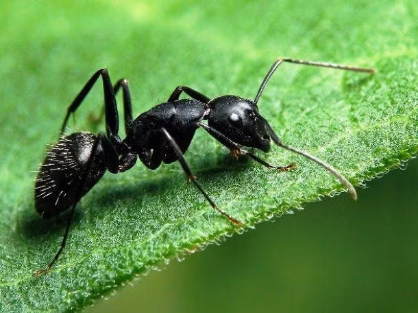 15. Kiến đạn: Cú đốt của chúng được xem là gây ra sự đau đớn tột độ ở con người. Nọc của kiến đạn có khả năng tác động đến hệ thần kinh, gây ra nỗi đau không thể tả nổi cho người bị đốt.