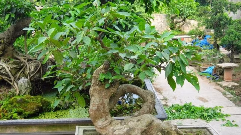 Phía sau ngôi nhà nếu trồng cây sung cũng sẽ mang lại may mắn cho chủ nhà, cuộc sống hanh thông thuận lợi. Đồng thời cây sung cũng thể hiện cho sự sung túc sum vầy, may mắn trong mỗi gia đình.