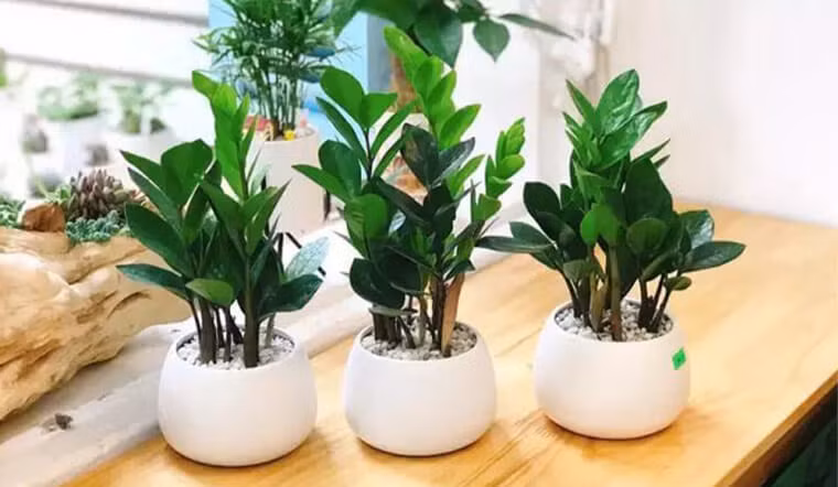  Cây Kim tiền: Cây kim tiền đúng như tên gọi của nó là loại cây hút tài lộc trấn giữ của cải của gia chủ. Đồng thời, loại cây này chính là cây phong thủy được nhiều người yêu thích.
