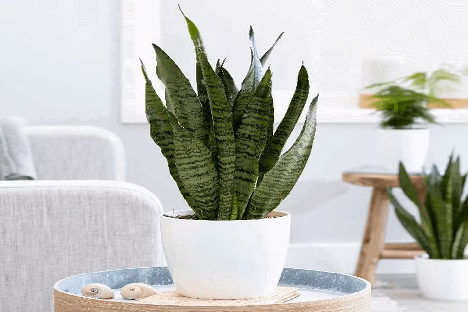 Đồng thời, theo quan niệm dân gian thì cây lưỡi hổ vốn liên quan nhiều tới nhà Phật nên khi bạn trồng chúng ở trong nhà hoặc khu vực phòng khách, ban công sẽ mang tới nhiều tài lộc.