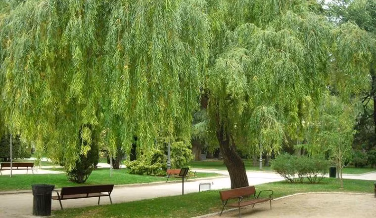  7. Cây liễu: Người xưa dặn: "Trước trồng dâu, sau không trồng liễu", đó là vì cây liễu có quan hệ mật thiết với Tiết Thanh Minh. Người ta thường trồng liễu để tưởng nhớ tổ tiên, do đó, cây liễu thuộc về phần âm vì thế là loại cây dẫn dụ âm khí đến ngôi nhà. 