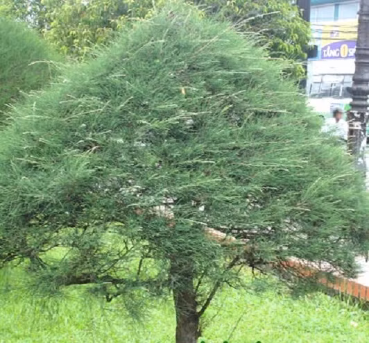  10. Cây dương: Cây dương được dân gian gọi là "ma vỗ tay". Nó phát ra từ tiếng lá cây dương va vào nhau khi gió thổi tạo nên những tiếng "bạch bạch", như thể có người đang vỗ tay. Những tiếng "vỗ tay" này nghe rất đáng sợ vào ban đêm. 
