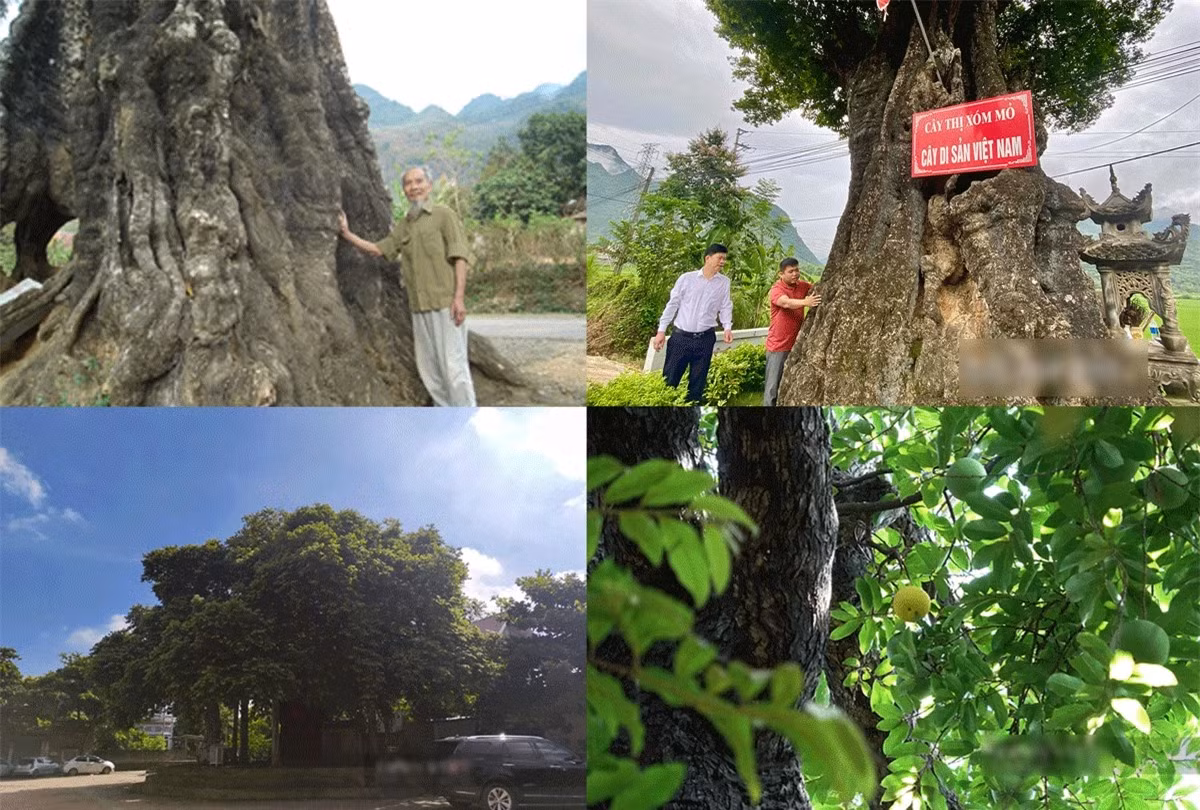 Cây thị có tuổi thọ cao nhất Việt Nam ảnh 1 Cây thị có tuổi thọ cao nhất Việt Nam ảnh 1