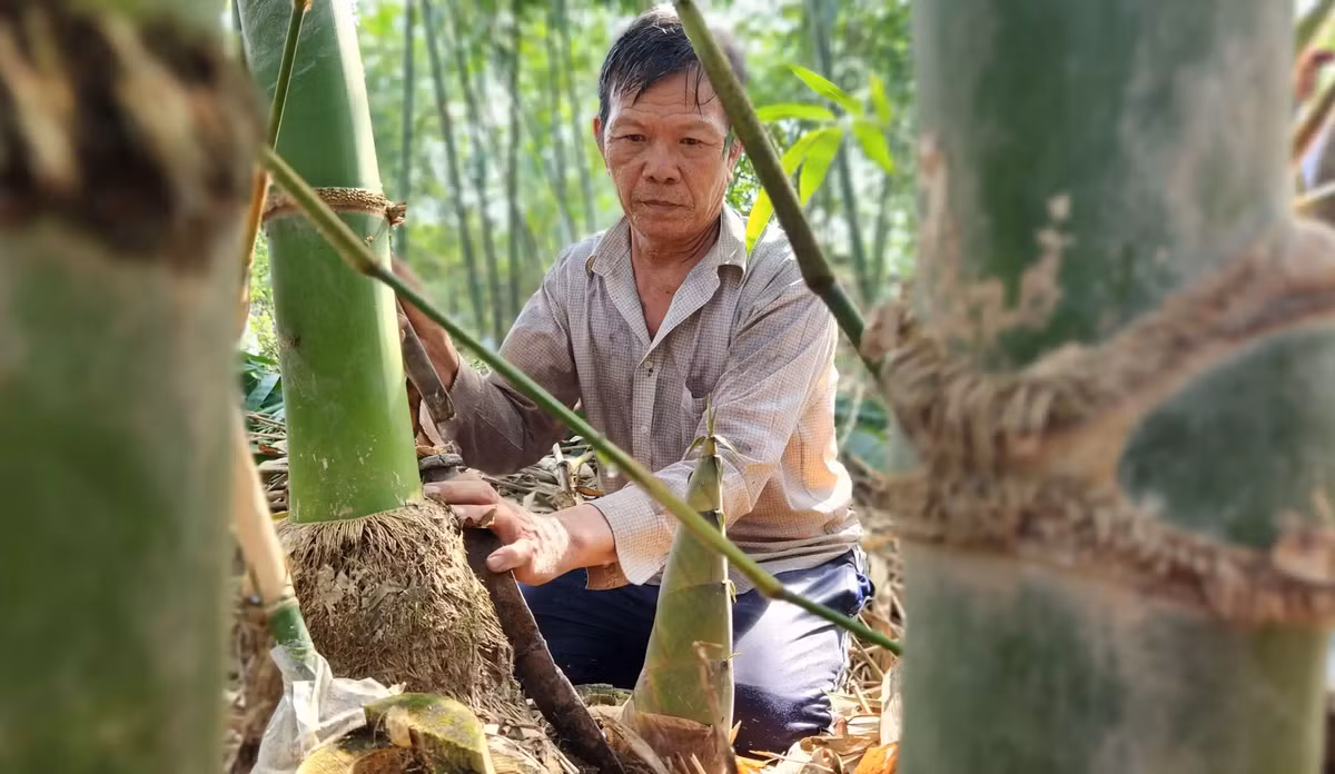Người dân Cần Thơ kiếm bộn tiên từ tre Tứ Quý rồng Nguoi dan Can Tho kiem bon tien tu tre Tu Quy rong