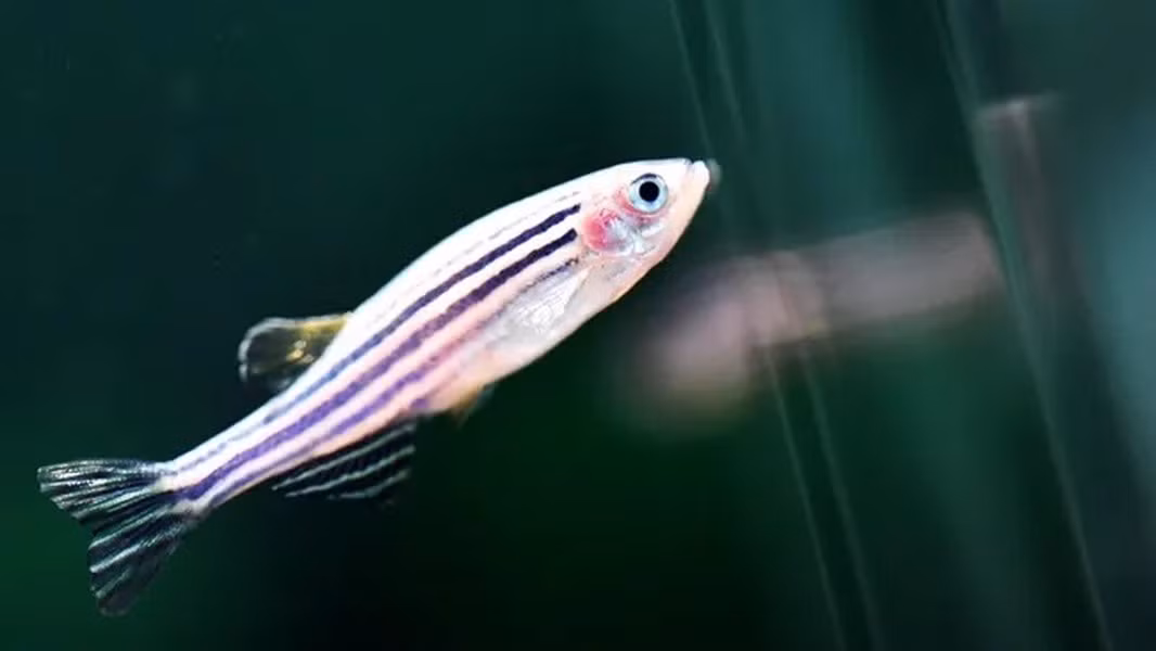 Loài cá này từng được sử dụng để nghiên cứu khoa học, như trong phát triển thuốc, đặc biệt là giai đoạn tiền lâm sàng