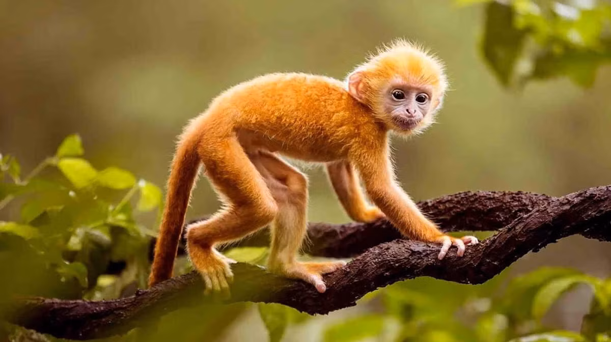 Việc duy trì các mối quan hệ xã hội mang lại cho tuổi Thân không khí cơ hội làm ăn tốt. Nhờ đó, con đường sự nghiệp của bản mệnh ngày càng rộng mở. * Thông tin mang tính chất tham khảo, chiêm nghiệm