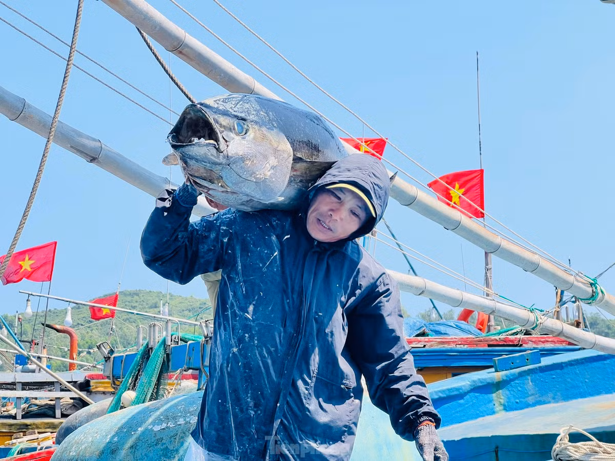 Theo các ngư dân, năm nay rất nhiều tàu cá đi chuyến biển xuyên Tết, đánh bắt kém hiệu quả, đây là tình trạng chung của các ngư dân. Ảnh: Nguyễn Ngọc