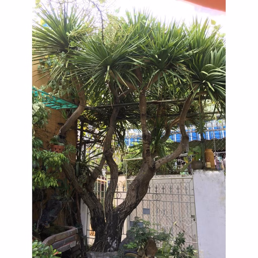  Một trong những cái tên thu hút sự chú ý của "dân chơi cây", đặc biệt là những người có điều kiện về kinh tế đó là Dracaena draco L - hay còn biết đến với cái tên khác là Dragon Tree, tên Tiếng Việt là cây huyết rồng. 