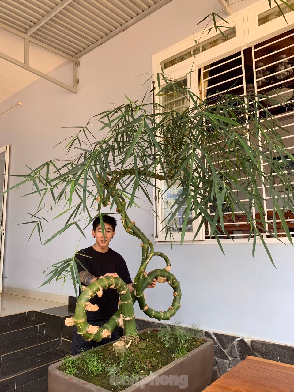 Theo anh Thọ, hiện một số người trả giá cây tre này trên 25 triệu đồng nhưng anh không bán, để chơi.