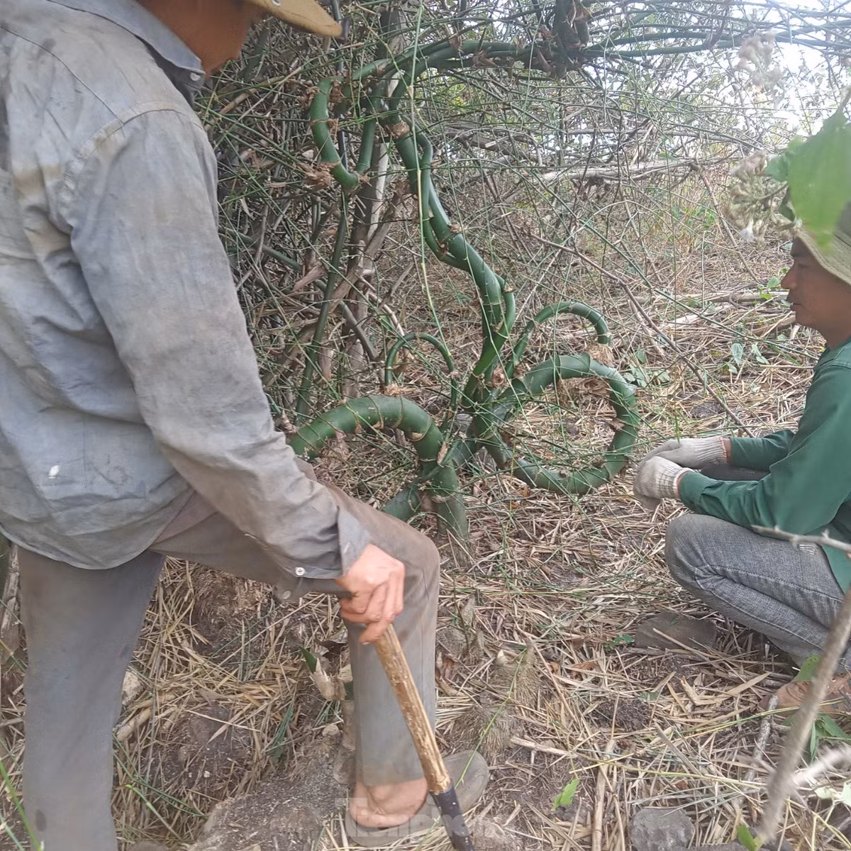 Qua anh Thọ, chúng tôi được biết, trước đó hai người dân đi làm rẫy ở xã Ea Wy, Huyện Ea H'leo, Đắk Lắk phát hiện cây tre này trong một bụi tre rậm rạp, đầy gai ven suối.