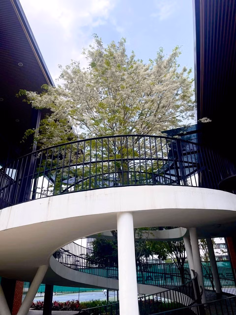 Nếu như hoa sưa Hội An rực vàng như nắng mùa hạ, hoa sưa Hà Nội lại dìu dịu như tuyết ngày đông.