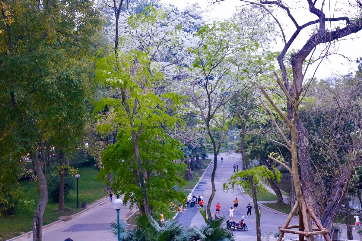 Gần đây, tại nhiều công viên trên khắp Thủ đô và những con đường như Hoàng Hoa Thám, Phan Đình Phùng, Trần Hưng Đạo, Thanh Niên, khu Ngoại giao đoàn… hoa sưa nở trắng trời tạo nên khung cảnh thơ mộng.