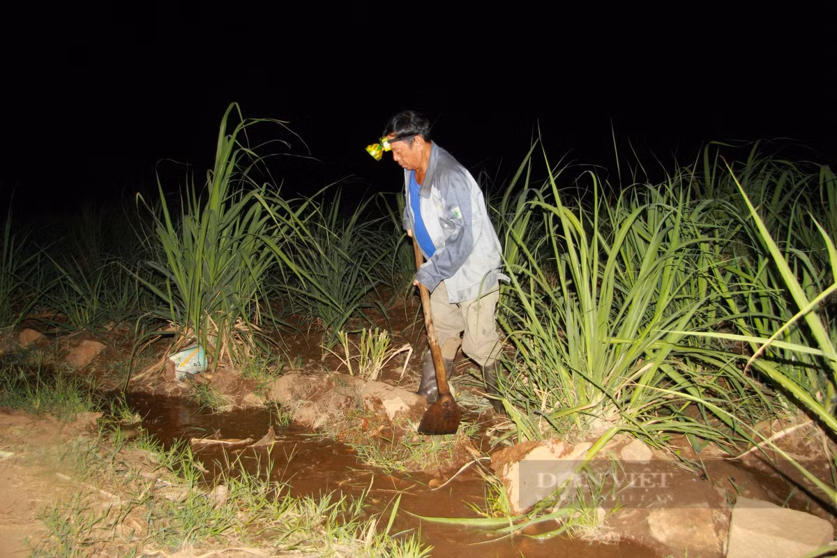Nang han keo dai, nong dan Ninh Thuan xuyen dem dan nuoc cuu mia-Hinh-4