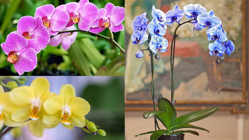Hoa phong lan còn giải phóng oxy vào ban đêm, vì vậy phòng ngủ là một nơi thích hợp để đặt một chậu cây phong lan.