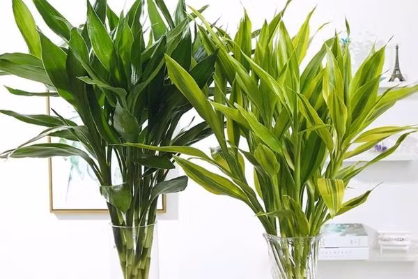  Đặt cây may mắn trong góc của một căn phòng có ánh sáng thấp, tránhxa ánh sáng mặt trời chiếu trực tiếp hoặc giữ nó trong một bát thủy tinhvới một chút nước.