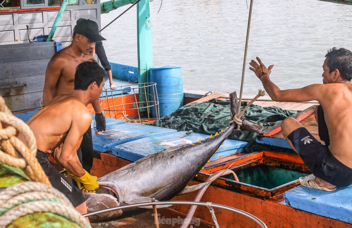 Ngu dan ban ca ngu 40-50 kg vua danh bat tu Truong Sa-Hinh-3
