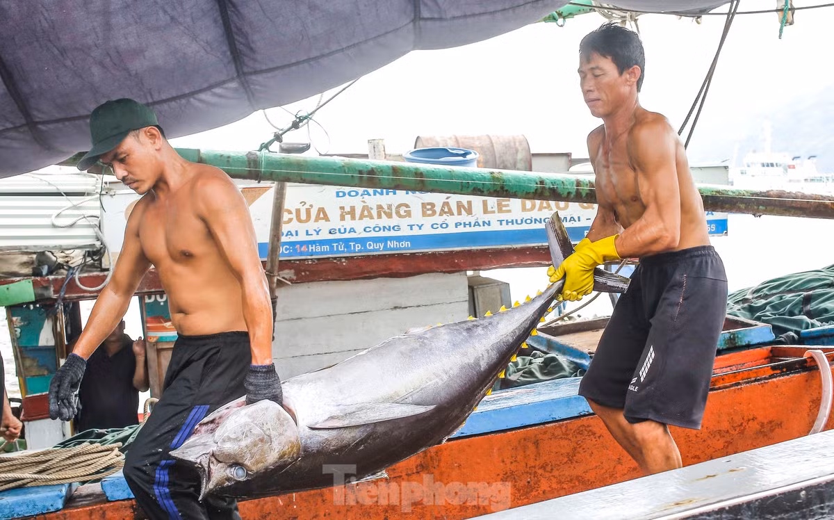 Ngu dan ban ca ngu 40-50 kg vua danh bat tu Truong Sa-Hinh-5
