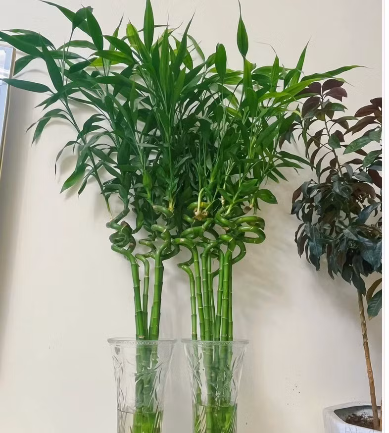  Đây là loại cây tốt lành được nhiều người ưa thích, ngay cả nhà giàu cũng ưa chuộng. Trong phong thủy, khi trồng cây cảnh phát tài phát lộc trong nhà thì Thần Tài gõ cửa, may mắn chạm ngõ, gia đình vượng khí, phát lộc.