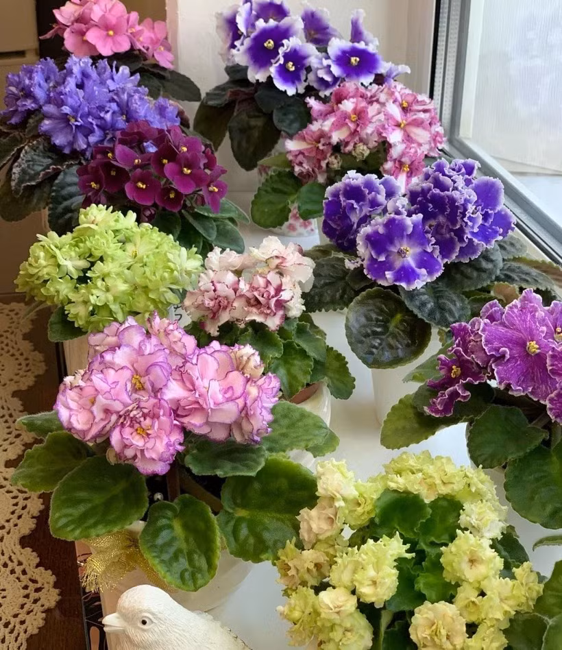  4. Tử linh lan: Cây cảnh tử linh lan hay còn gọi là màu tím châu Phi có tên tiếng Anh là African violet, tên khoa học là Saintpaulia ionantha, thuộc gia đình Tai Voi (Gesneriaceae). Cây cảnh này có vóc dáng nhỏ nhắn nhưng màu sắc và vẻ dễ thương của chúng được nhiều người ưa thích. 