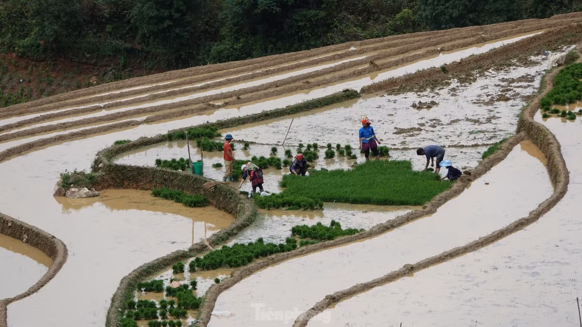 Ve dep ruong bac thang Mu Cang Chai mua nuoc do-Hinh-10