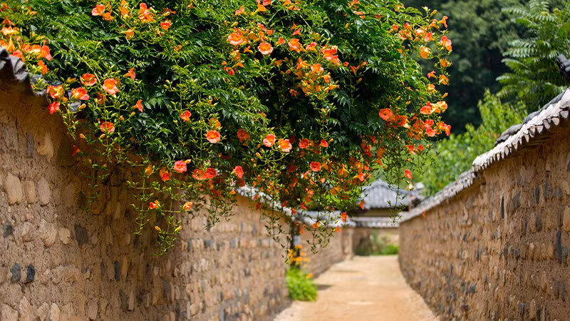  7. Cây cảnh: Đăng tiêu: Đăng tiêu cũng là cây cảnh có hoa đẹp, thời gian ra hoa dài, dễ chăm sóc và tạo thành giàn leo rất đẹp mắt. Chúng có thể bao phủ những bức tường, tạo vòm cổng, làm thành các tường hoa, cửa sổ hoa vô cùng thơ mộng. 