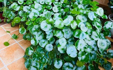 Còn nếu trồng ở sân, vào mùa hè nhiều mưa, cây cảnh có thể phủ kín sân trong một vài ngày, hoàn toàn không thể loại bỏ được. Có người bỏ ra cả ngày để dọn cỏ đồng tiền ra khỏi sân nhà mình nhưng chỉ sau 1 cơm mưa, đồng tiền lại mọc lên như nấm sau mưa. 
