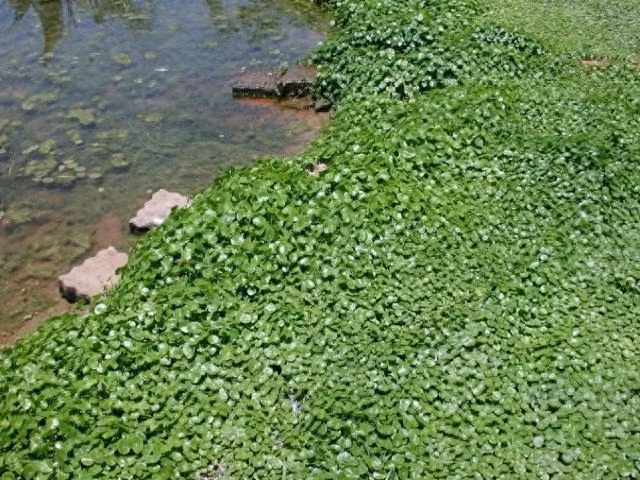  Cây cảnh này cực kỳ dễ trồng, cắm tùy ý trong chậu hay dưới nước đều sống được. Cỏ đồng tiền trông rất dễ thương nhưng xin đừng trồng cạnh ao trong sân. Nó có thể tồn tại nhờ nước và ánh sáng, nếu thả chúng ở sân vườn, chúng sẽ như con ngựa hoang, chạy khắp nơi, phát triển thành một tảng lớn, không thể nhổ bỏ hoàn toàn được. 