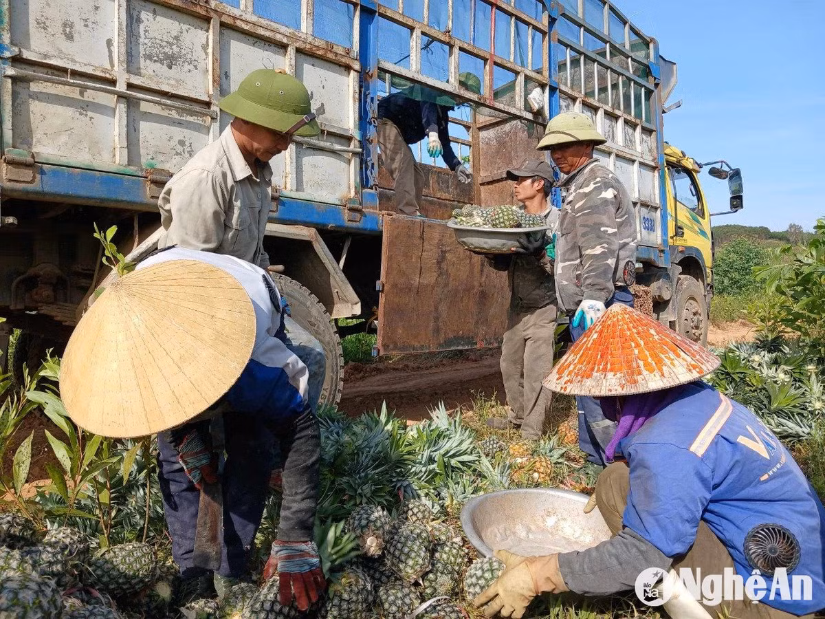 Nong dan Nghe An 