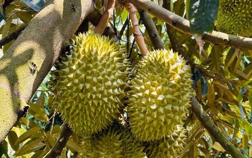 To Tien noi: 'Thanh Minh dung cung 4 qua nay ngoai mo