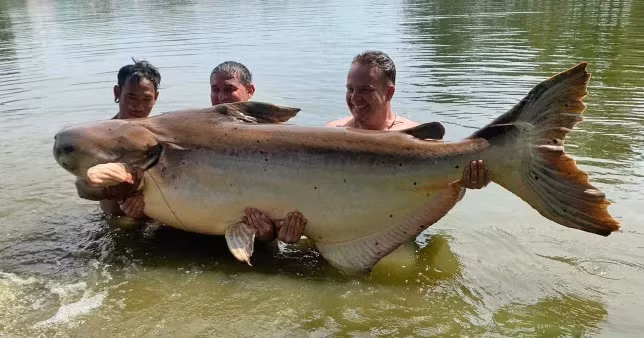 Clip: Can thu cau duoc con ca tra dau nang gan 200 kg