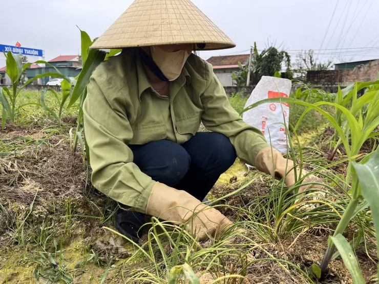 Người dân ở xã Nghi Thuận cho hay, những năm gần đây hành tăm thường được giá, giúp nông dân trồng hành có thu nhập tốt hơn nhiều so với trồng lúa, lạc. Chi phí trồng hành cũng không cao. Tuy nhiên, để trồng, chăm sóc hành mất nhiều thời gian hơn. Đặc biệt là khi thu hoạch củ mất thời gian nhiều đòi hỏi sự kiên nhẫn, chịu khó.