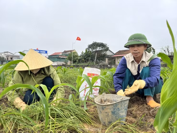 Tranh thủ giá hành đang ở mức cao, những ngày này, hai vợ chồng anh Nguyễn Đình Hồng (trú tại xã Nghi Thuận) lại ra ruộng để thu hoạch về bán cho các thương lái thu mua. “Đầu vụ hành tăm thường có giá cao. Có thời điểm hành tăm lên tới 200.000 đồng/kg nhưng không ai có hàng để bán. Trước Tết vừa rồi, hành có giá trên 100.000 đồng/kg. Sau Tết, hành giảm giá xuống còn 70.000 đồng/kg. Giờ phải tranh thủ thu hoạch để bán chứ ít hôm nữa, nhà nào cũng có hành thì giá lúc đó lại rất rẻ”, anh Hồng nói.