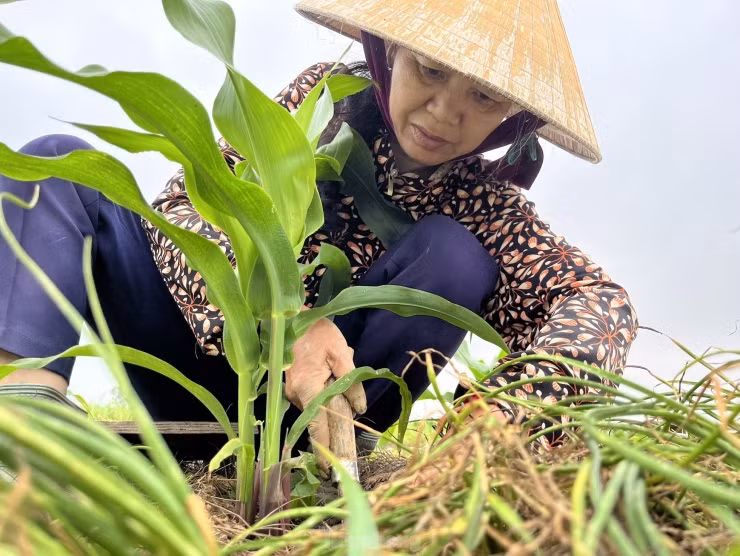 Năm nay, bà Nguyễn Thị Hoan (trú tại xã Nghi Thuận, huyện Nghi Lộc) trồng 3 sào (tương đương 1.500m2) hành tăm. Sau hơn 6 tháng chăm sóc, ruộng hành tăm của gia đình bà đã cho thu hoạch, ước tính đạt trên 1 tấn củ hành. Bà Hoan cho biết, hành tăm được các thương lái thu mua với giá khoảng 50-70 nghìn đồng/1kg. Với giá bán hiện tại, gia đình dự tính sẽ thu về khoảng 50 triệu đồng.