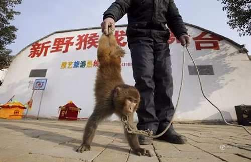 Kĩ năng luyện khỉ được cha truyền con nối qua nhiều đời