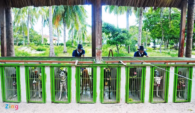 Khỉ ngồi trên lưng chó vào các ô thứ tự trong lồng sắt trước giờ đua. "Lúc đầu, nhiều nhân viên huấn luyện chịu nhiều cơ cực vì khỉ không chịu ngồi trên lưng chó, hoặc thường xuyên nhổ lông, quậy phá khiến những chú khuyển khó chịu quay sang cắn, phải chữa trị nhiều tháng mới bớt", anh Bùi Văn Trường, nhân viên phụ trách khách chia sẻ.