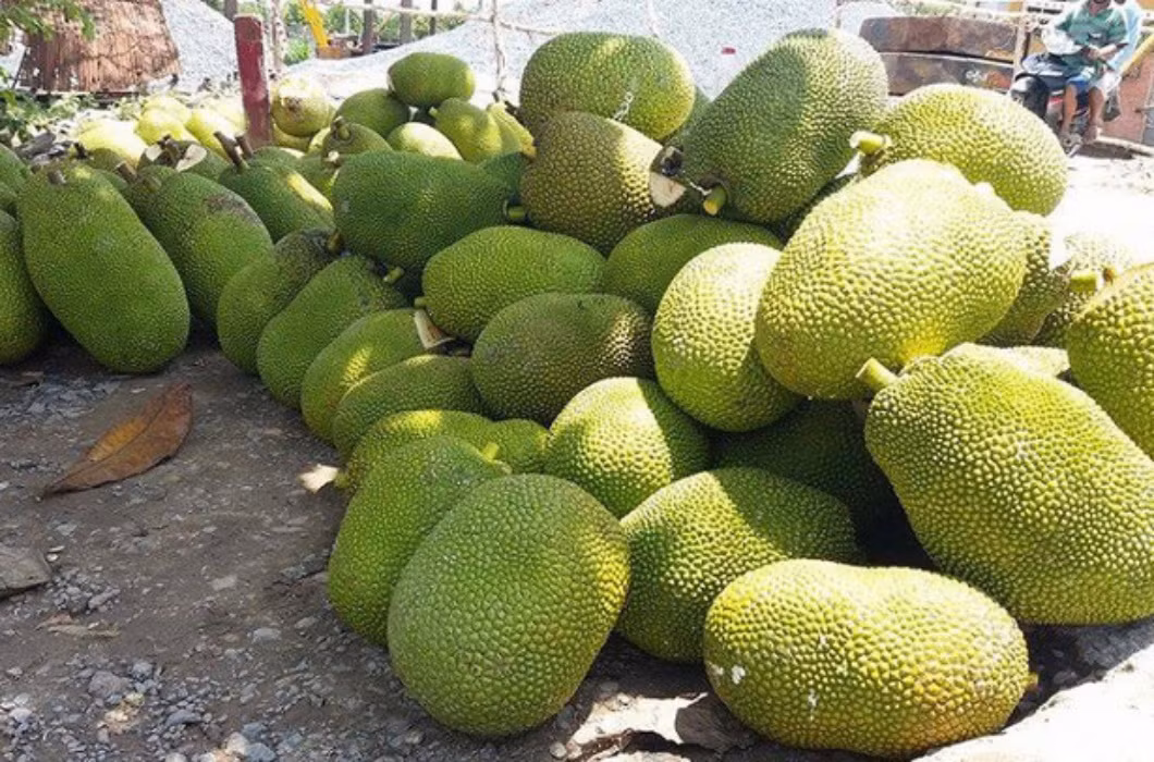 Huyện Chợ Lách, Bến Tre là nơi xuất hiện của một giống mít có kích thước đặc biệt "khủng", với trung bình mỗi quả mít nặng tới 20kg.