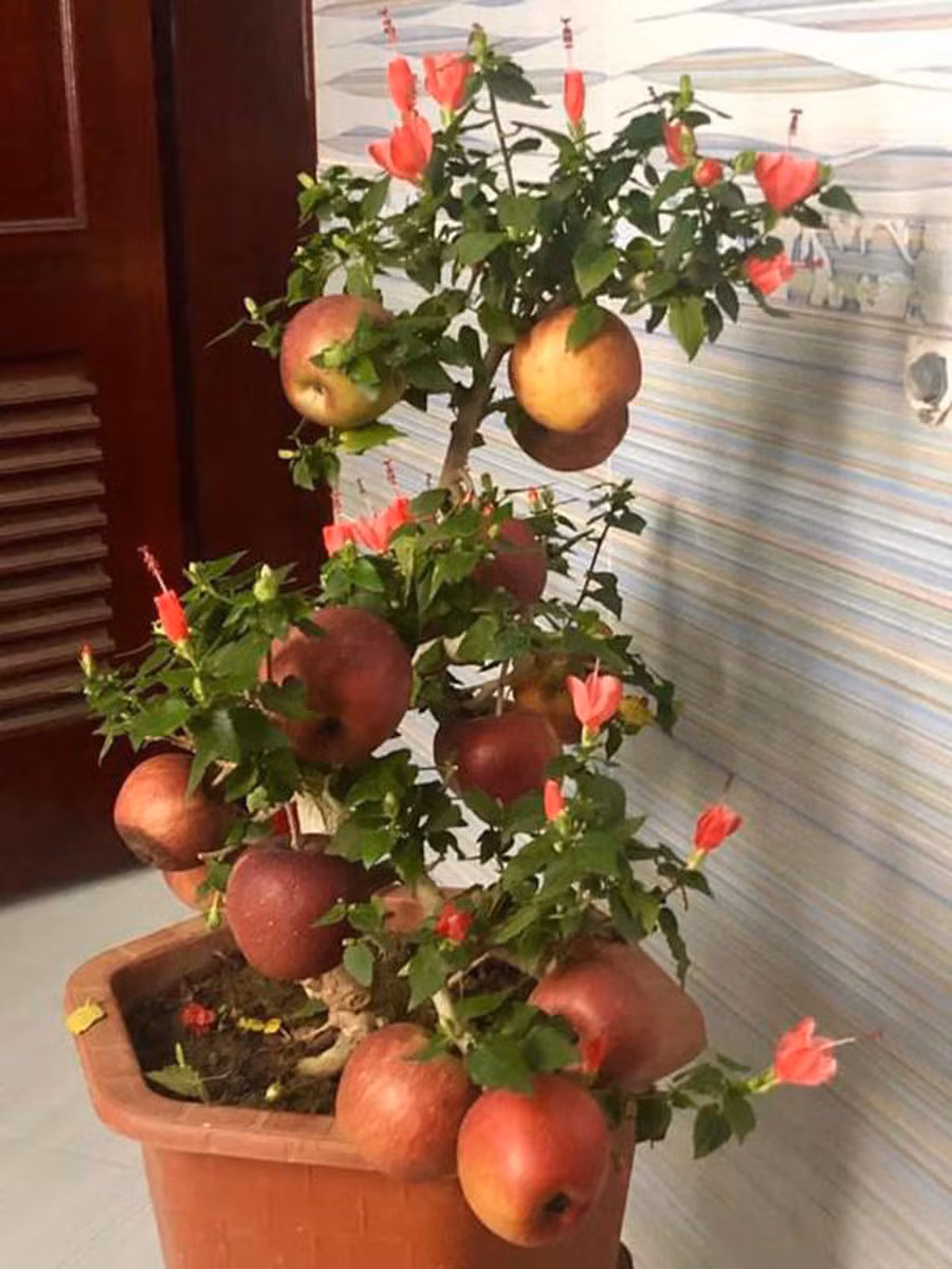 Cu lua ngay Tet: Tao bonsai no hoa dam but