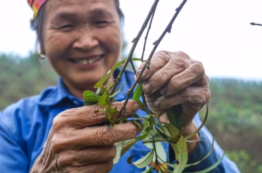 br/> Khi lá đào bị tuốt xuống, toàn bộ chất dinh dưỡng của cây sẽ được chuyển sang nuôi búp, góp phần tạo nên những cây đào nhiều "lộc" với màu sắc tươi tắn, bắt mắt.