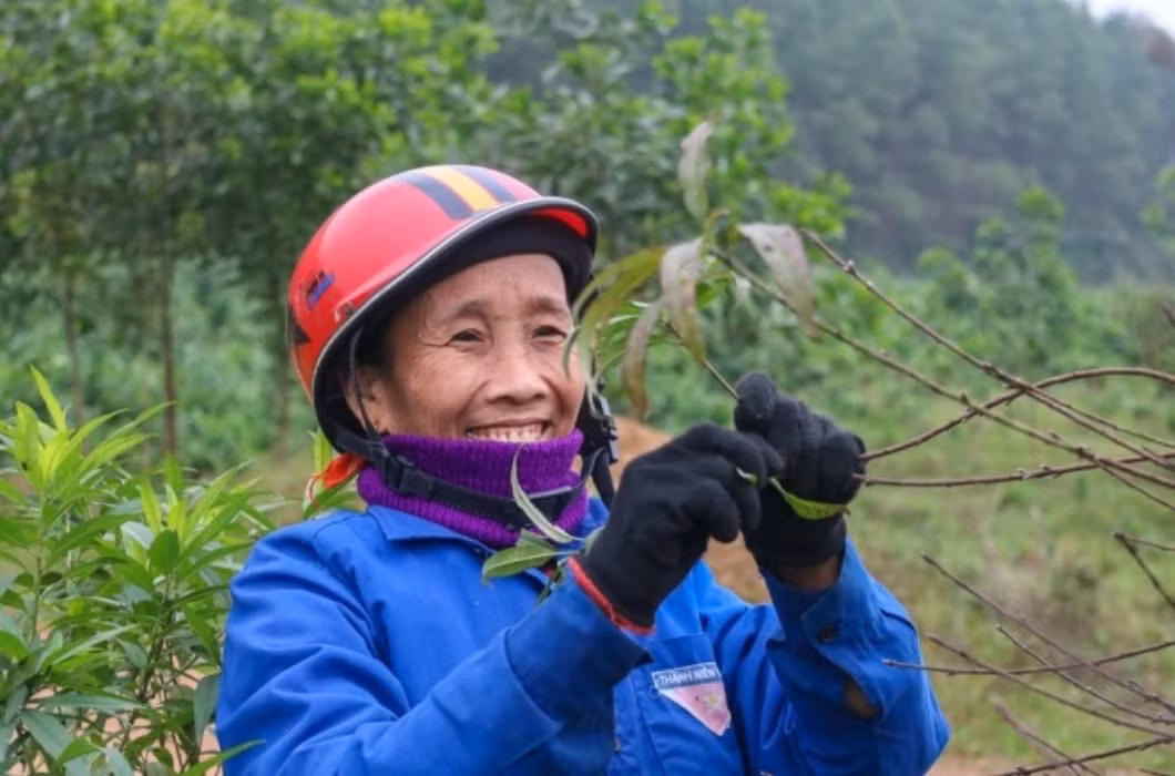br/> Trung bình mỗi cây đào sẽ cần được tuốt lá 2 lần: một lần tuốt lá để khiến cây ra mắt (thời gian vào khoảng cuối tháng 10, đầu tháng 11 âm lịch), lần tuốt lá thứ hai sẽ diễn ra vào khoảng giữa tháng 11 âm lịch để cây có thể tập trung nuôi dưỡng mắt.
