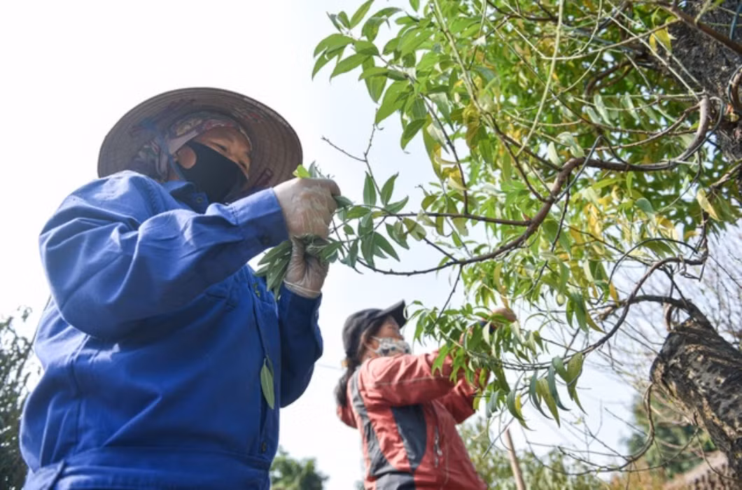 br/> Trung bình sau khi kết thúc mỗi "vụ mùa tuốt đào", các thợ “tuốt” có thể kiếm được số tiền lên tới 3 - 4 triệu đồng chỉ trong 7 - 10 ngày.