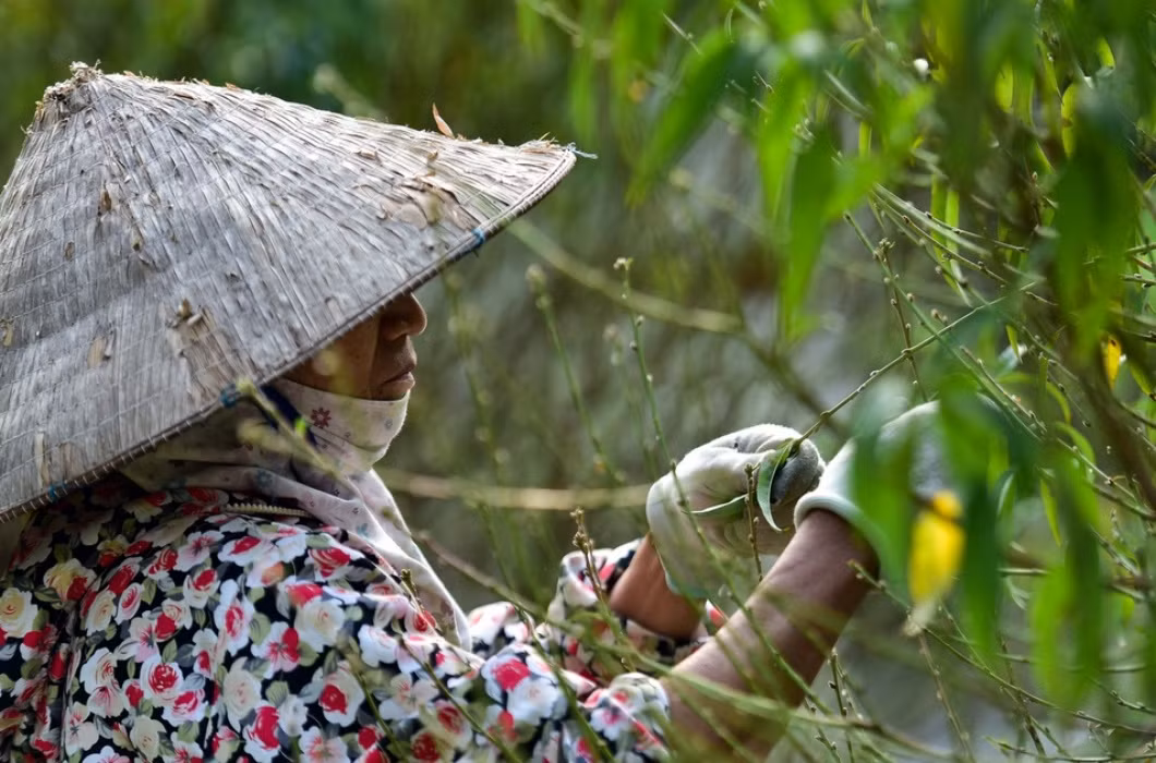 br/> Đặc biệt hơn, nếu người làm thuê hoàn thành công việc hiệu quả trong khoảng thời gian ngắn thì chủ vườn sẽ hỗ trợ thưởng thêm.