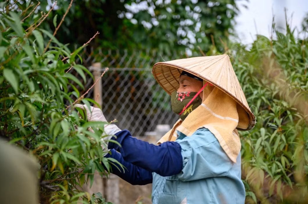 br/> Ngoài việc đồng áng nặng nhọc, ở Hà Tĩnh còn có 1 “việc nhẹ lương cao" độc đáo. Công việc này chỉ xuất hiện 1 lần trong năm nhưng lại có thể đem đến thu nhập khá cao cho người dân: nghề tuốt lá đào thuê.
