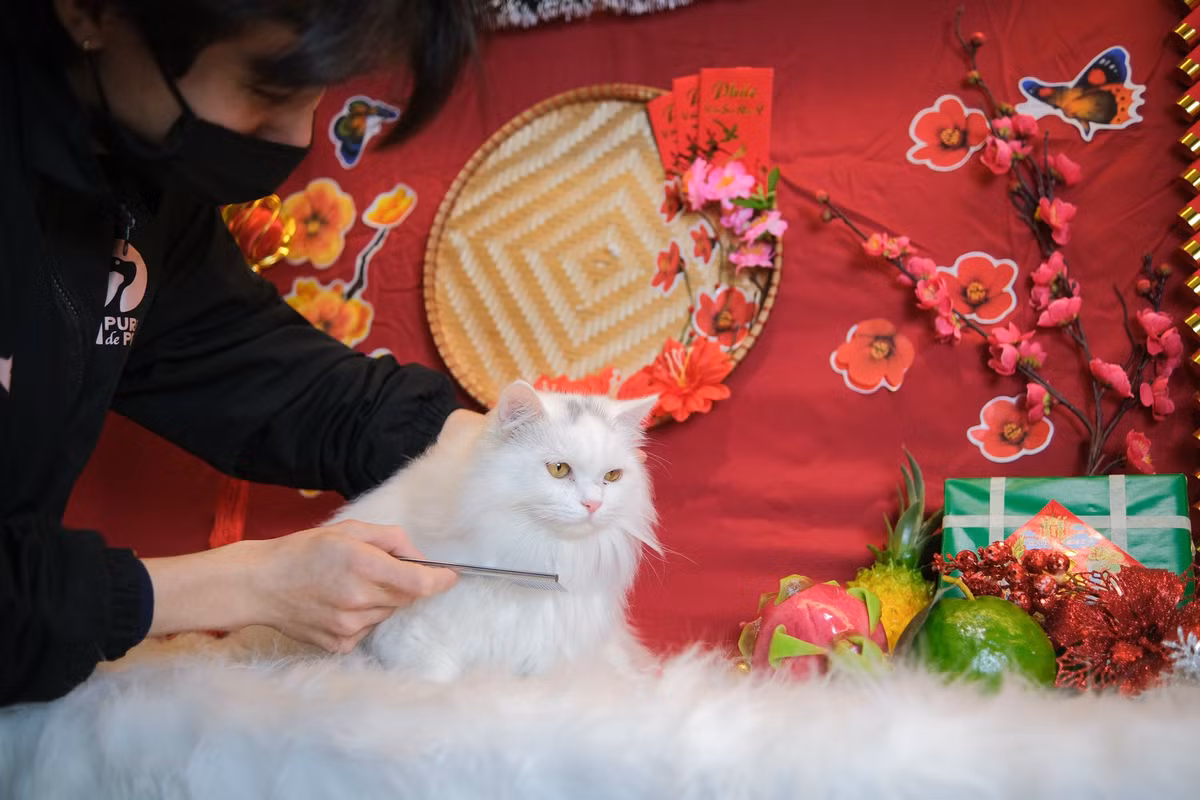 Chi bon tien cho thu cung di spa truoc Tet-Hinh-8