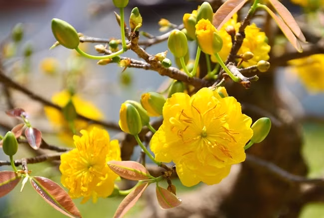 Nếu người miền Bắc "chơi" hoa đào thì người miền Nam có tục chưng hoa mai. Đây là loài hoa tượng trưng cho sự giàu sang, phú quý, được “săn đón” với giá từ 800.000 đồng/ cây nhỏ, tùy vào tuổi của cây mà có những cây được bán với giá hàng chục triệu đồng.