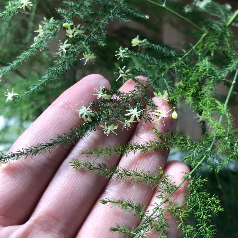 Măng tây. Không ngờ cây măng tây mảnh mai, lá nhỏ li ti như vậy cũng có thể nở hoa. Hoa của nó màu trắng xanh, hoa không to mà thanh tú, xinh xắn. Cây măng tây không chỉ nở hoa mà sau đó còn có thể kết quả, ngắm những quả tròn này cũng rất đáng yêu.