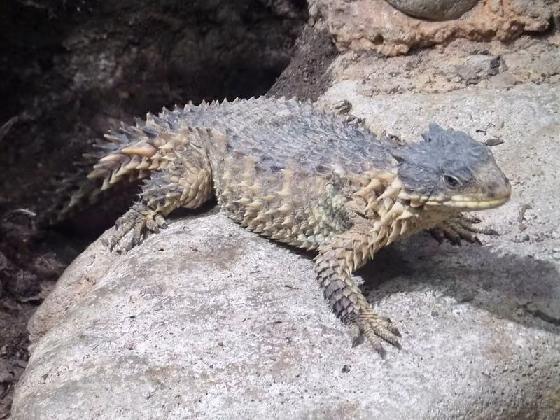 Than lan Armadillo, loai rong ben ngoai doi thuc-Hinh-6