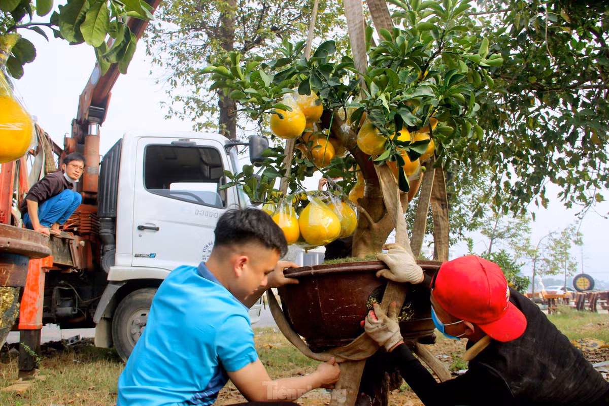 br/> Những gốc bưởi Diễn loại 1 có kích thước to, quả nhiều, lá xanh tươi, thế đẹp... sẽ được bán từ 20 - 30 triệu đồng. Nhiều cây bưởi lớn buộc phải sử dụng xe cẩu chuyên dụng để vận chuyển, tránh làm hư hỏng đến cây.