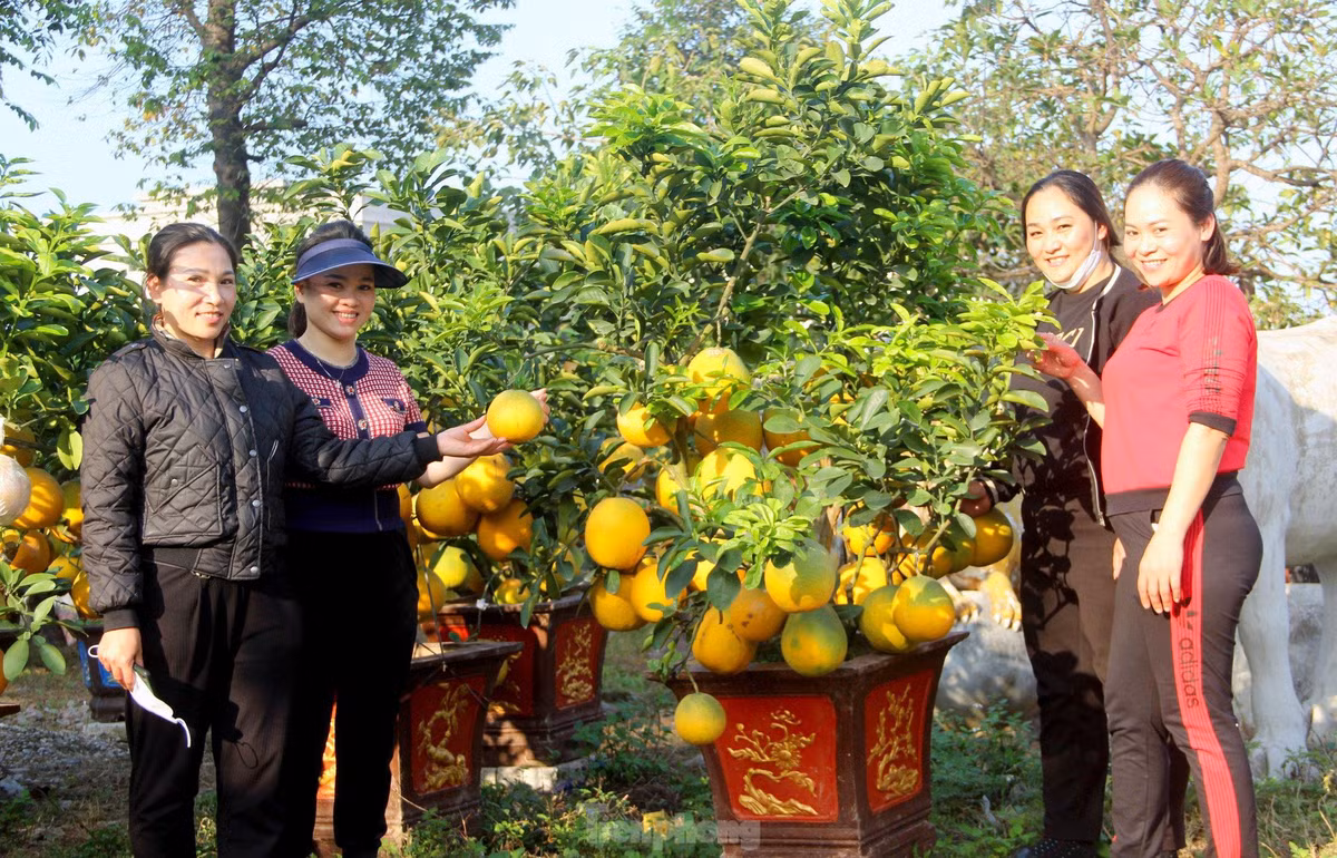 br/> Đối với những cây bưởi Diễn loại 2 có kích thước nhỏ hơn loại 1, tuy nhiên sở hữu gốc to, nhiều quả, nhiều lộc, được bỏ sẵn trong chậu và đôn lên cao, được bán với giá từ 5 - 7 triệu đồng. Thấp nhất cũng có giá từ 2 - 3 triệu đồng.