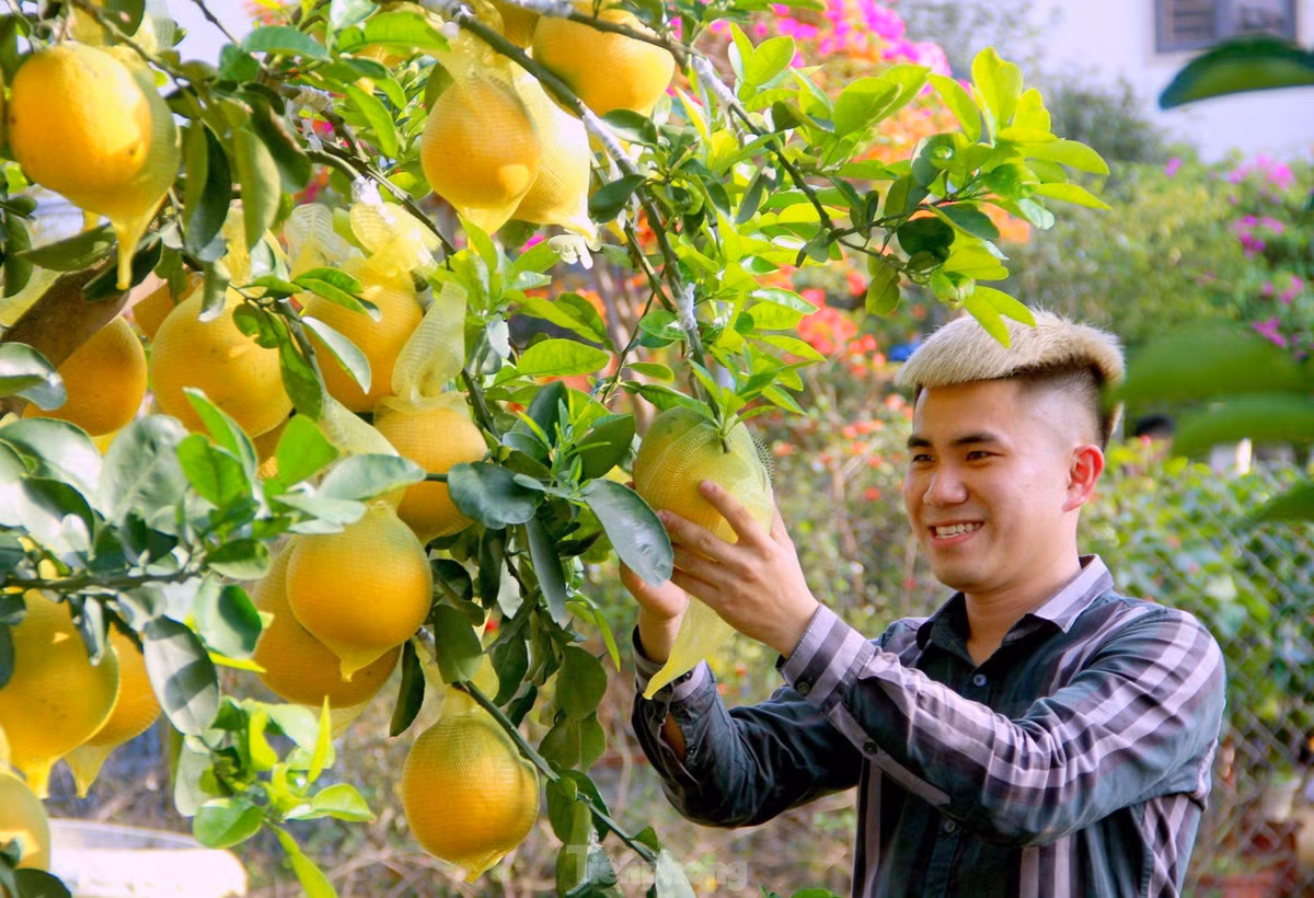 Từ vài tháng trước, anh đã bỏ công sức ra các tỉnh phía Bắc để chọn lựa những cây bưởi Diễn đẹp nhất, có nhiều kiểu dáng mới lạ, bắt mắt để đưa về quê nhà bán dịp Tết.